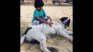 Bully kutta 