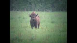 European Bison - Bison bonasus in Belarus.