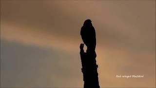 Birds of Virginia (Spring)