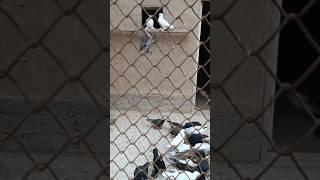 #uzbekistan #russia #qirgizston #turkestan #pigeon #golubi #golub #tauben #kabootar #qushlar #rek