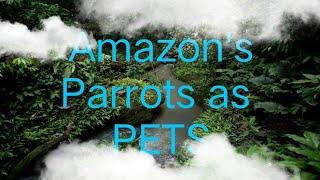 "Amazon Parrots as Pets:  Essential Care Tips! #ParrotCare #PetParrots#wildlife"