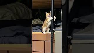 "Hello, human!"  This cat stands up to say hi!
