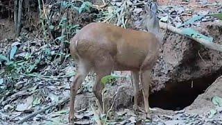 vídeo incrível muitos  mateiro  catingueiro  veio até paca de rabo