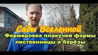 Александр Петров. Формирование плакучей формы лиственницы и берёзы