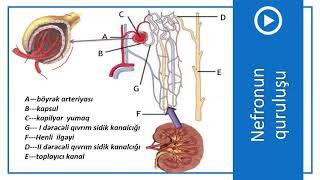 8-ci sinif Biologiya - İfrazat sistemi - Böyrəklər və sidiyin əmələ gəlməsi