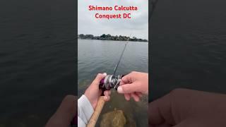 Spotted Bay Bass on the Shimano Calcutta Conquest DC (AKA Prometheus)