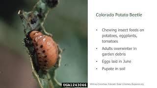 Colorado Potato Beetle