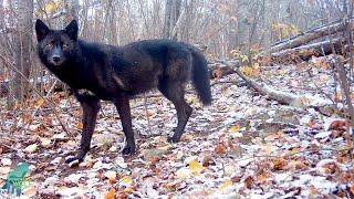 Stunning footage of a black wolf in Northern Minnesota