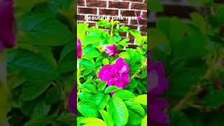 Rose in my garden #short #viral #video #pink #rose #beautiful #flower #love #laniwonderwoman #canada