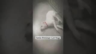 Canine Distemper Last Stage | #shorts | Symptoms Case 6