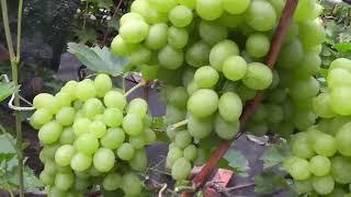 Сорт винограду "Новый Подарок Запорожью" - сезон 2022 # Grape variety "Novyi Podarok Zaporozhiu"