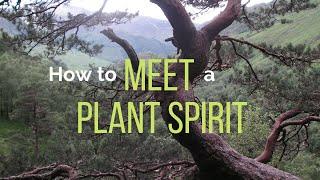 Plant Spirit Healing Guidelines when meeting a plant