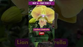 Who says orchids are always white or pink Explore the rarest colors of Phalaenopsis flowers #orchid