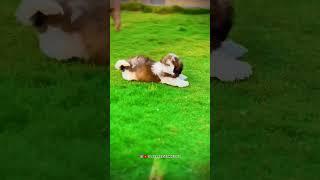 Show Quality indian champion  bloodline shitzu Puppy's #pets #dog #shitzu #shitzu_lover #dogbreed