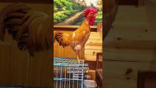 # Rooster # Cute pet # You are too beautiful # Animal confusing behavior