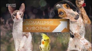 Переход канала "Домашние животные" на 16:9 (01.10.2018)