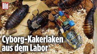 Cyborg-Kakerlaken könnten in der Zukunft Menschen retten