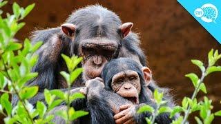 Should Animals Have Human Rights?