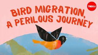 Bird migration, a perilous journey - Alyssa Klavans