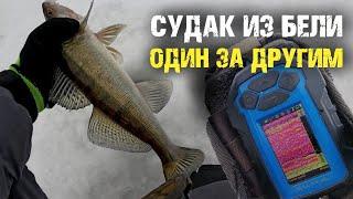 Судак щелкал из стаи бели один за другим