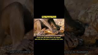 You Won’t Believe This About Crab-Eating Monkeys! #wildlife #animals #monkey #funnyanimals #funny