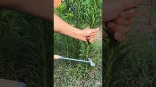 Did you know Fleabane is an herbal medicine plant? #plantlover #herbalmedicine #herbs