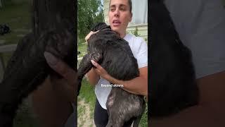 Couple Rescues The Skinniest Puppy From Under A House | The Dodo