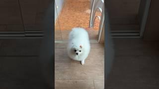 Lulu da pomerania #dog #animais #lulu #desenho #pets #gato #cat #cachorro #fofo #shorts #short #pig