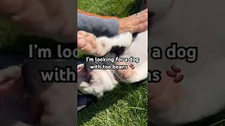  LOOK NO FURTHER!  #shorts #dogmom #puppyvideos #dogvideos