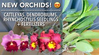 NEW ORCHIDS from Golden Bloom Orchids | New Orchids Unboxing | Orchid Gift from Ms Angel Lerin