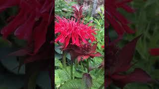 Монарда двойчатая #short #shorts #monarda #perennials