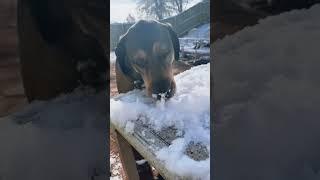 Pure Joy: Two Pups Playing in the Snow! #DogPlaytime #FurryFriends #PuppyJoy