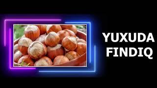 FINDIQ YUXU YOZMA - YUXUDA FİNDİQ GORMEK