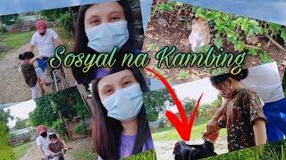 Ambisyosang Kambing / Laughtrip / Maria Nilda Mativo