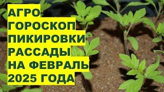 ФЕВРАЛЬ 2025 ГОДА: САМЫЕ ЛУЧШИЕ ДНИ ДЛЯ ПИКИРОВКИ РАССАДЫ!