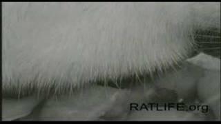 Ratlife 10 - from ratlife.org