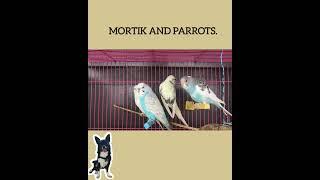 64. Mortik and parrots.             #small dogs  #funny animals#shorts #animal small dog #dog #birds