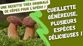 Champignons : une cueillette généreuse, plusieurs espèces délicieuses !