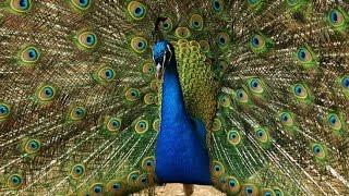 Индийский павлин - Indian Peafowl (Энциклопедия животных)