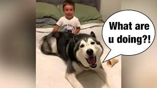 Meeka The Husky Plays With Toddler! (SO CUTE!)