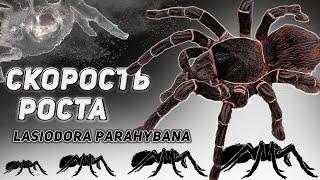 lasiodora parahybana | скорость роста