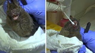 Bats Get Coronavirus Tests in Thailand