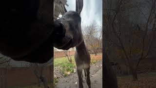 Когда пустили домой осла.. #donkey #animals #собака #farming