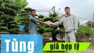 Thăm vườn Tùng của Mr: Hoà, báo giá hợp lý