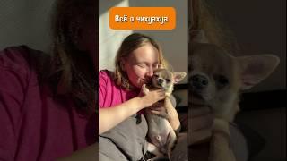 Кратко о чихуахуа #собака #чихуахуа #дрессировка