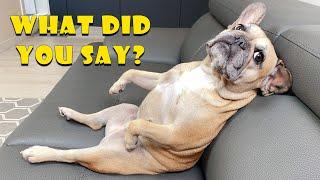 French Bulldog Loses Her Mind When Asked This Question