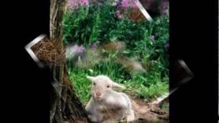 The Lamb - Libera.mpg