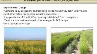 Native Utah Grasses for Biomass