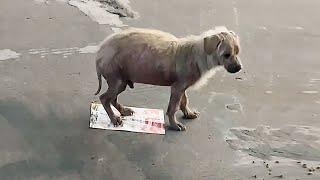 Stray dog with skin disease curled up on a thin piece of paper for warmth,thinking it was a blanket