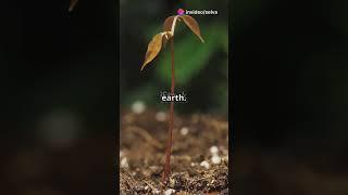 "Growing Like a Tree : Patience, Strength, and Resilience" #facts #nature #inspirehub